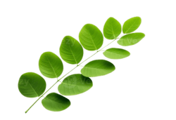 image-removebg-preview (1)